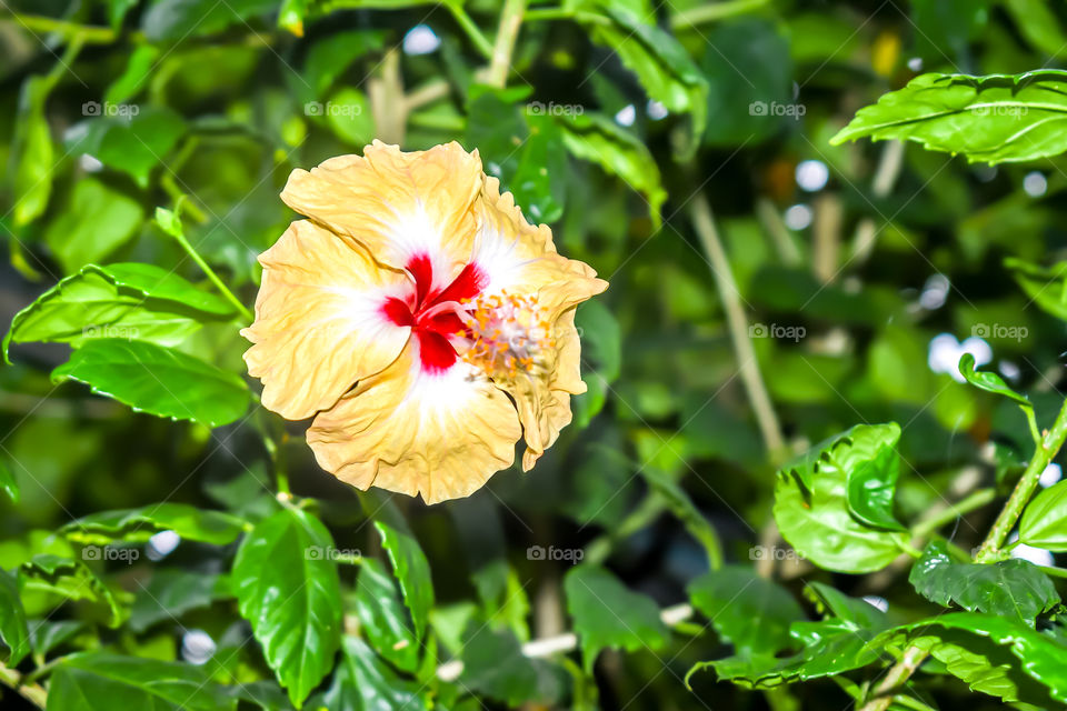 Hibiscus chinese rose. Tropical plant, common plant in Thailand india, china.