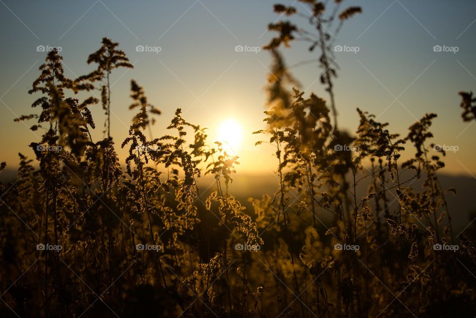 Beautiful goldenrod at sunset in the East Tennessee mountains