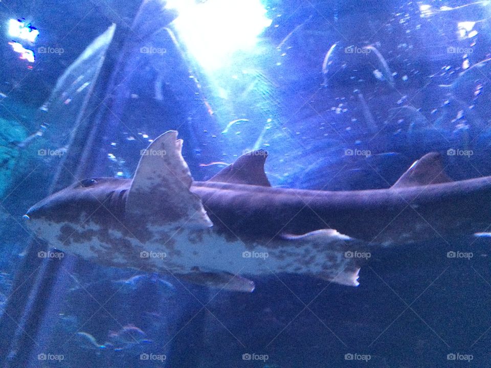 This little shark of mine