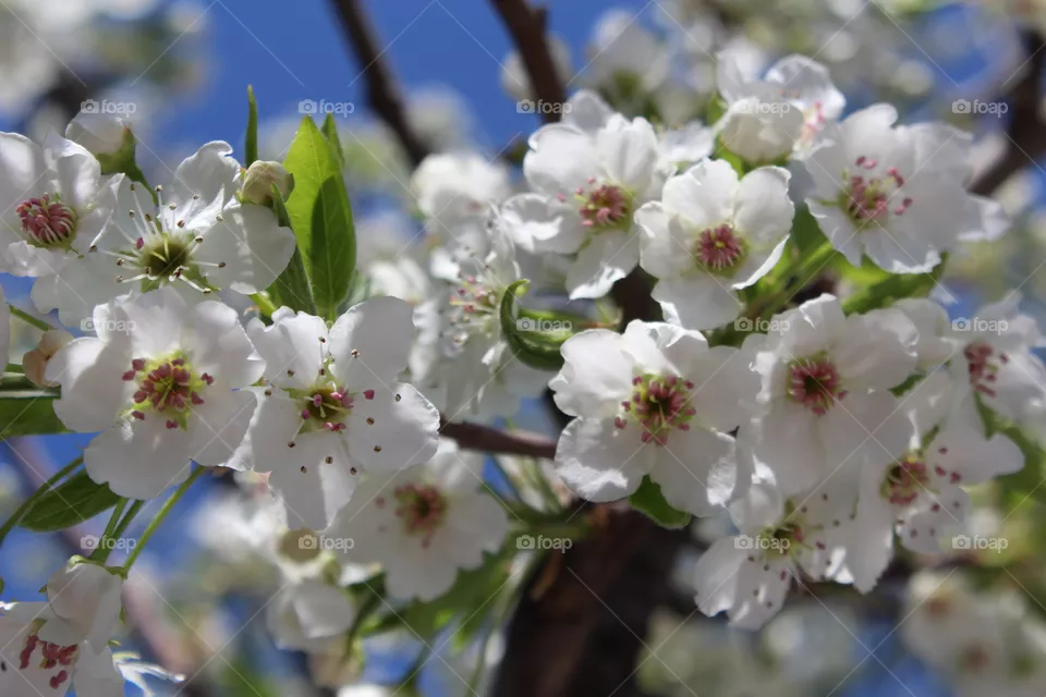 White cherry blossoms closeup