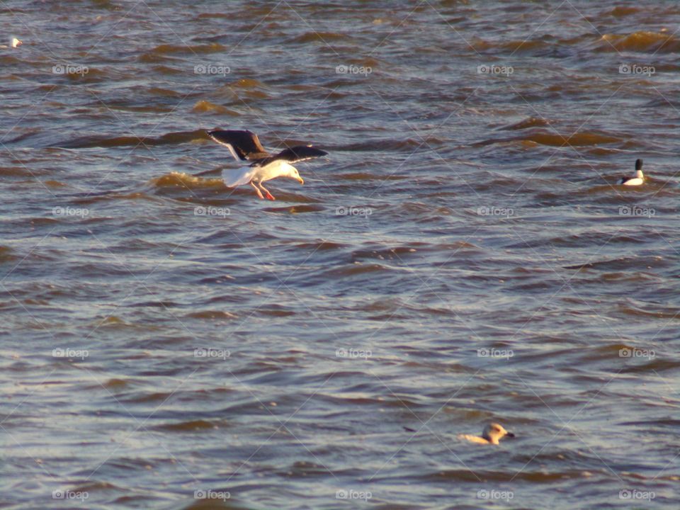fliegende Möwe übers Wasser