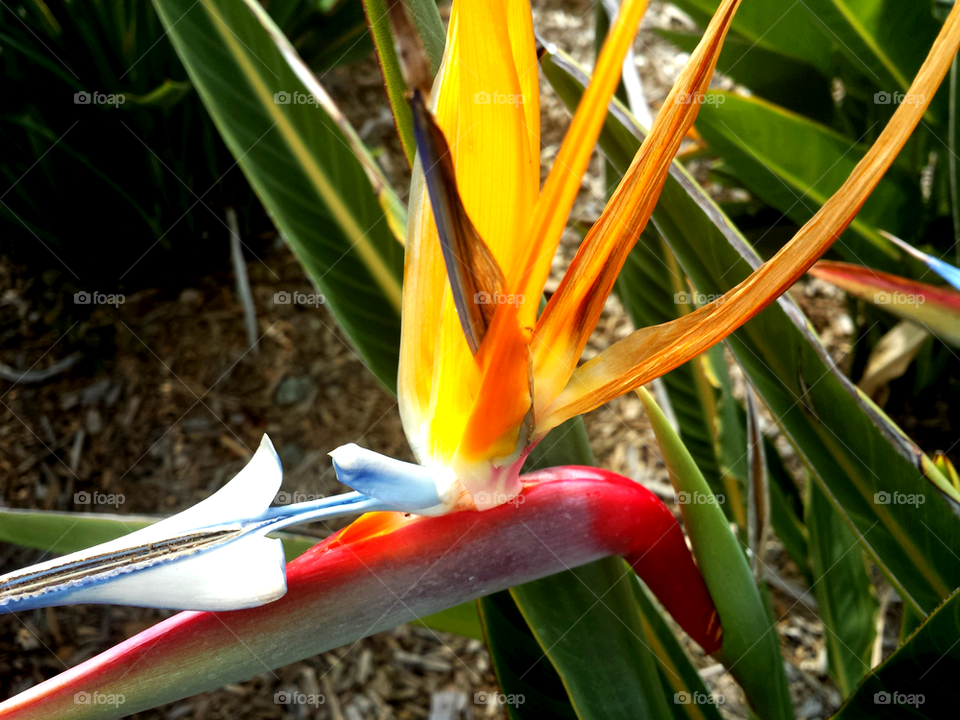 Bird Of Paradise