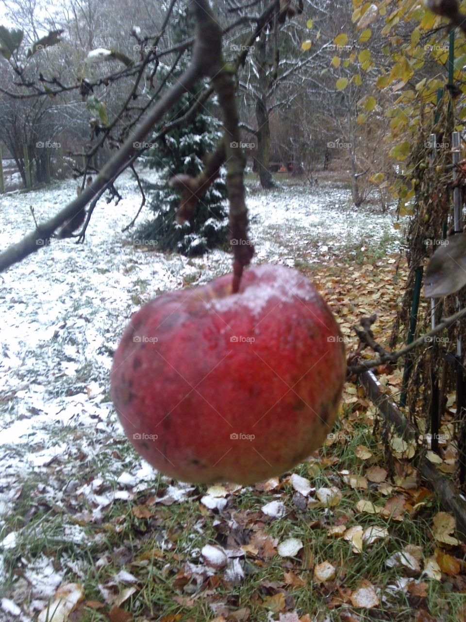 surprised by snow