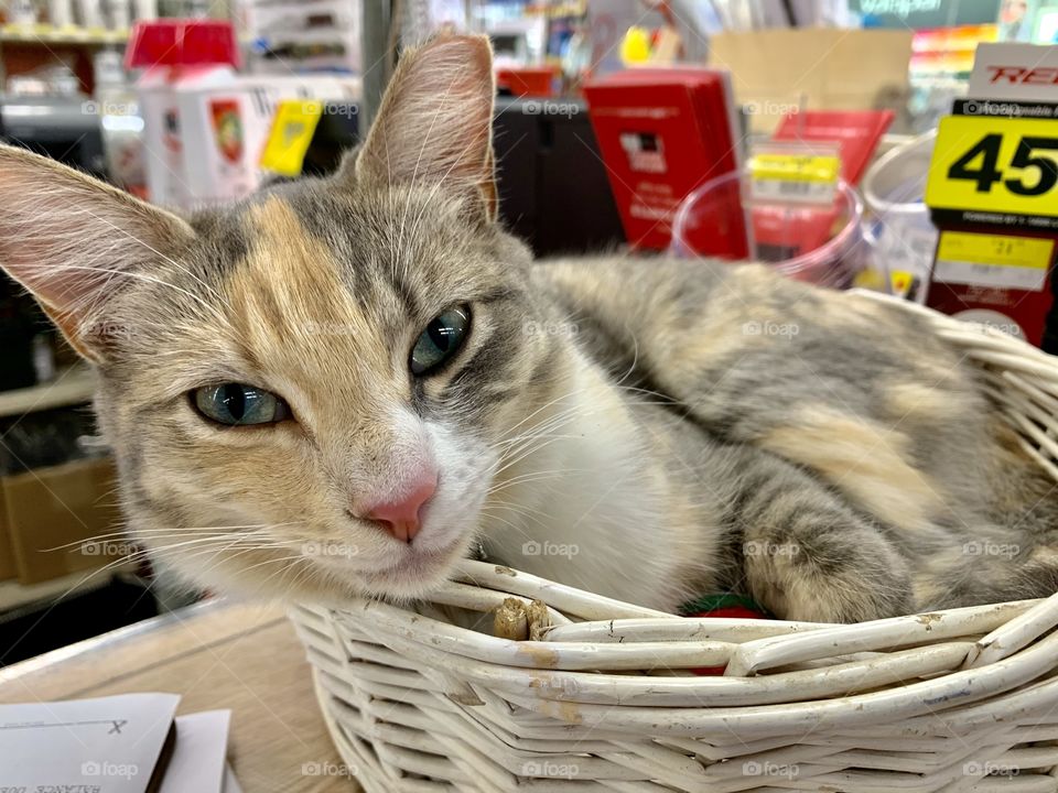 Wicker baskets are incredible versatile and practical - A cat looking out, coiled in a wicker basket