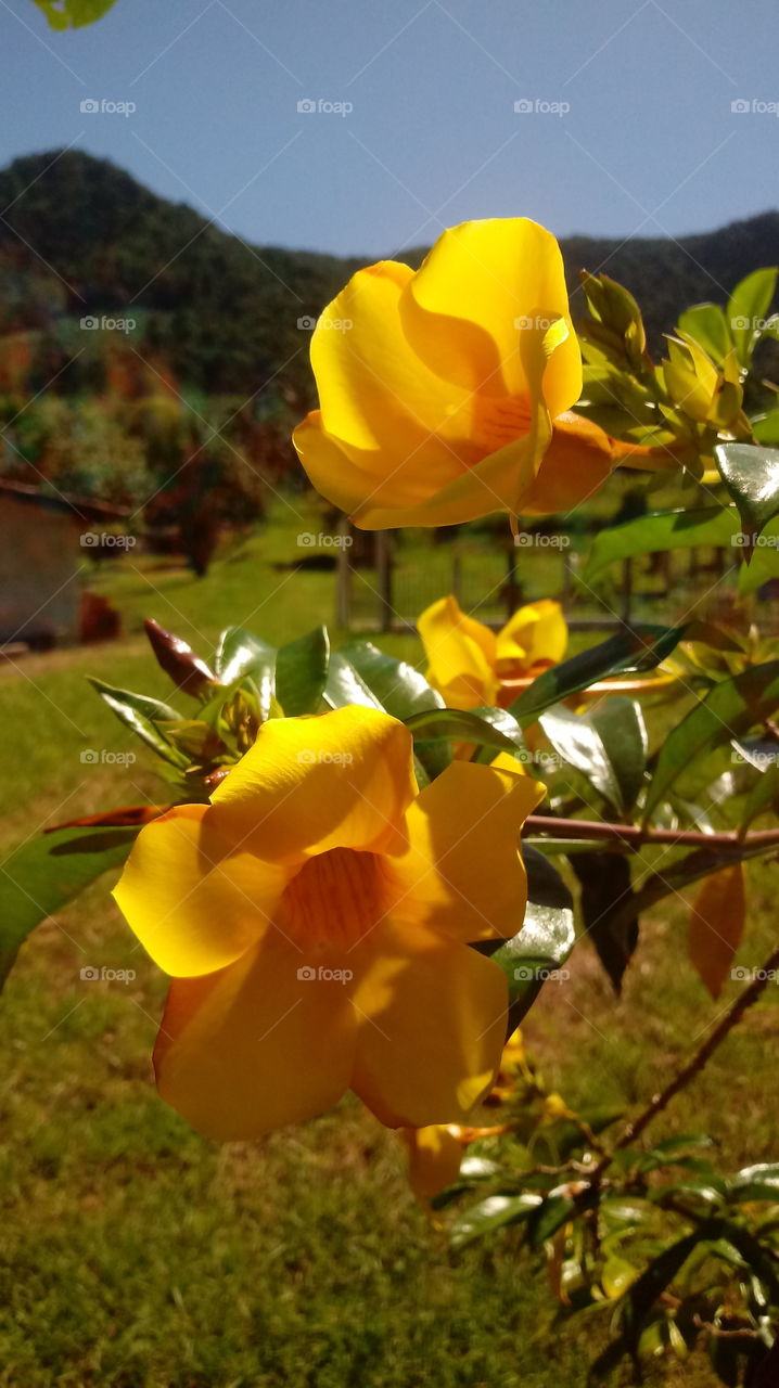 NATURE, FLOWER, GARDEN, PLANT.