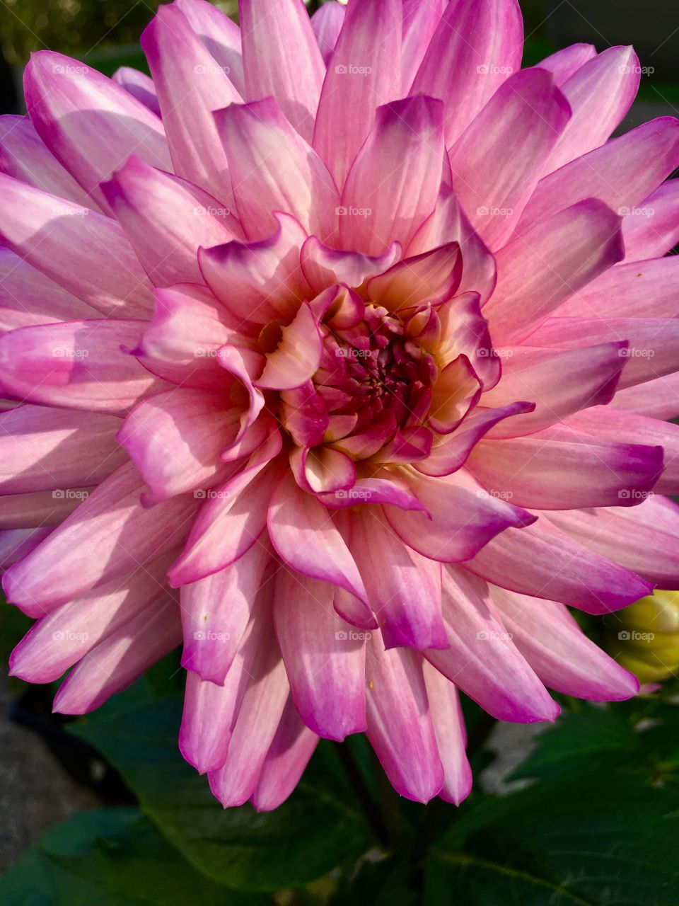 Dahlia