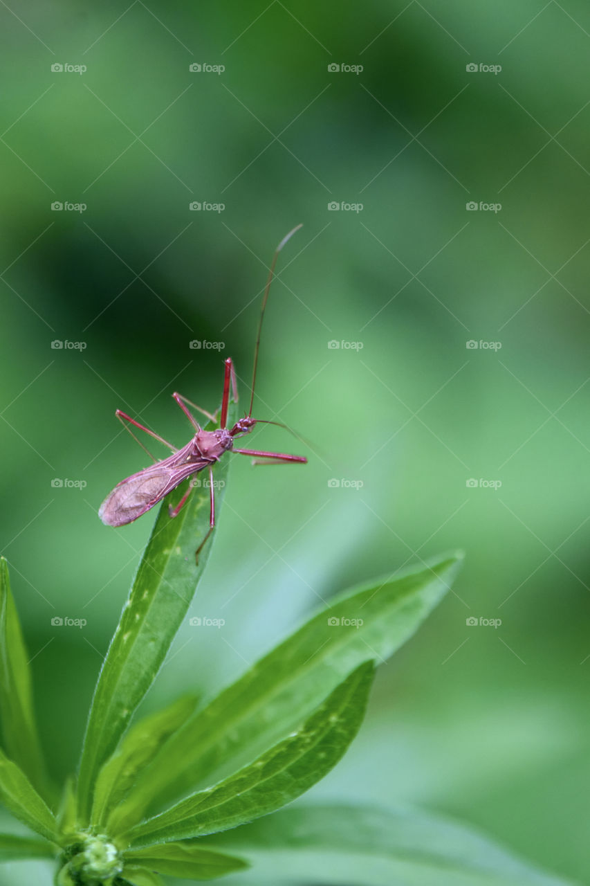 Insect in green leaves