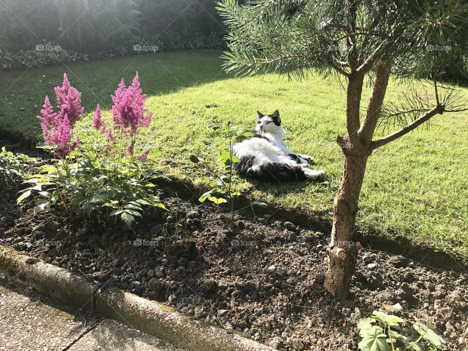 Catching the rays on the freshly cut grass. 