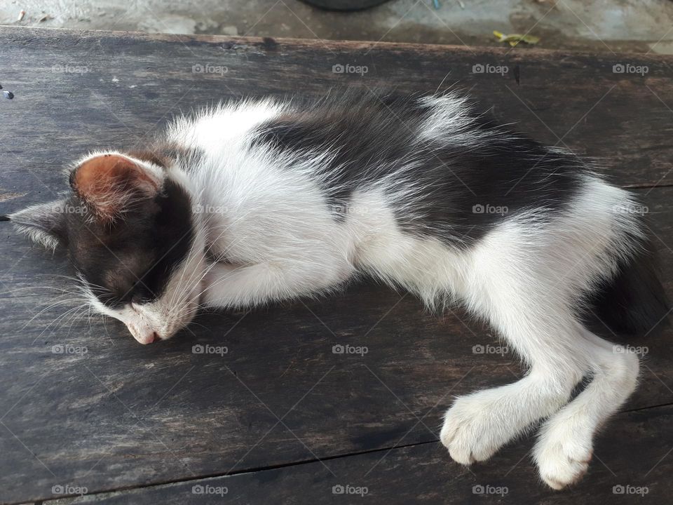 cat sleeping cold on a black wooden table