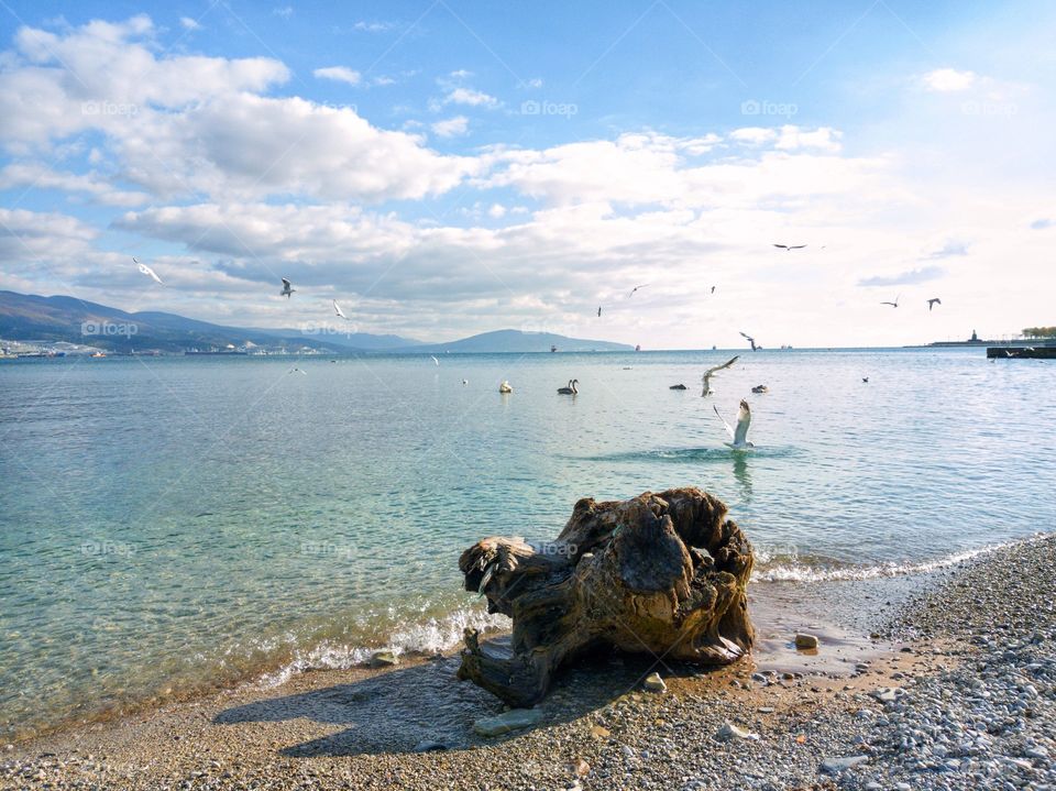 The root of a tree on the beach sea. Gulls frolic and fish. Swans swim.