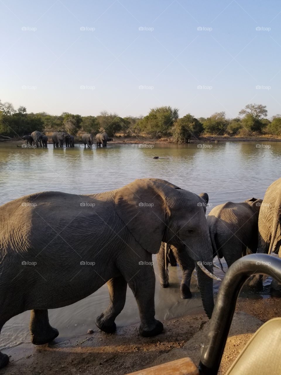 Elephants everywhere