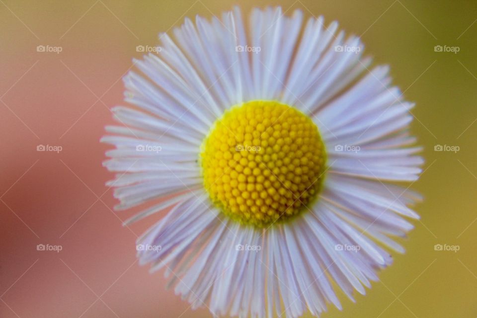 Close up of wildflower