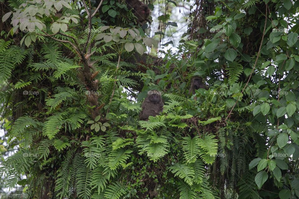 Tree sitting 