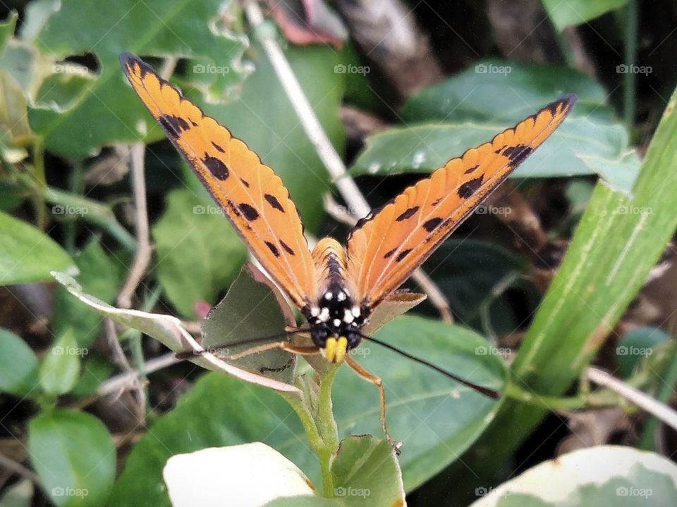 Butterfly standing like an airplane.