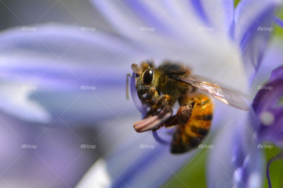 honey bee