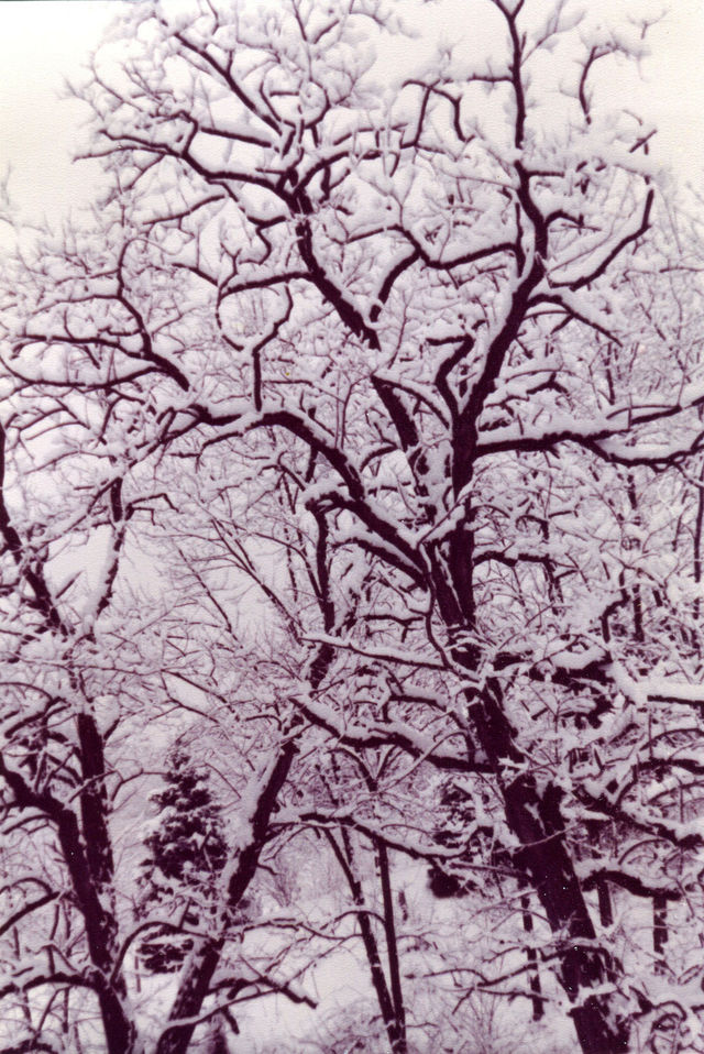 Ohio Valley Winter