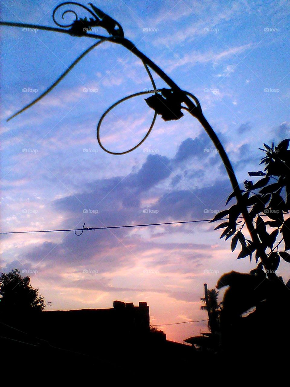 A branch that mirrors a sea horse, as if the sea's depths have merged with the tree's limbs.