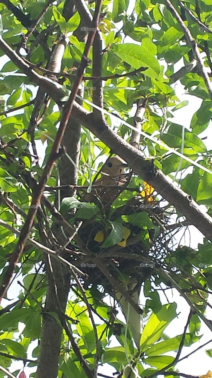 dove nesting in a peach tree