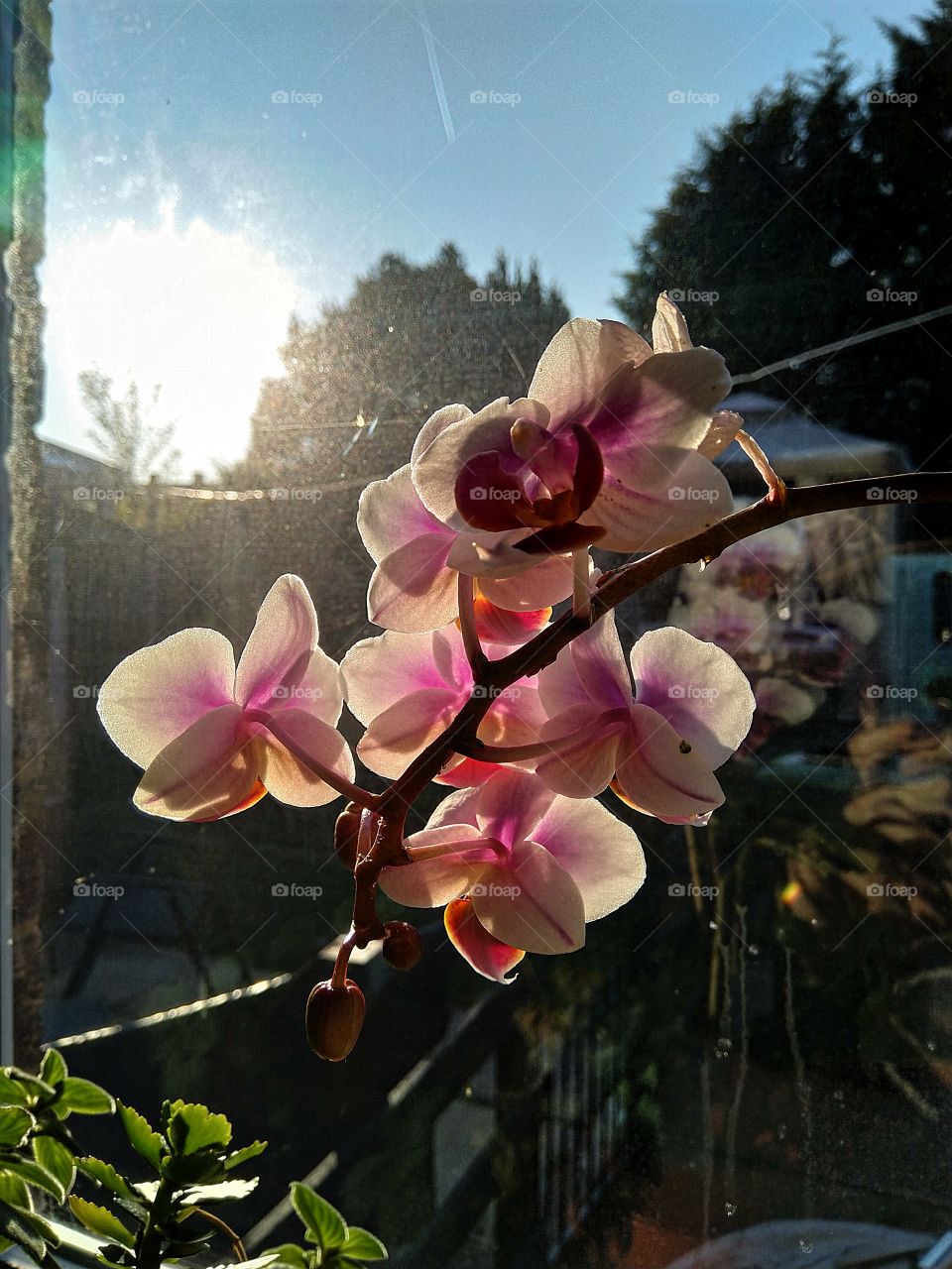 orchids with a gorgeous sunset in the background