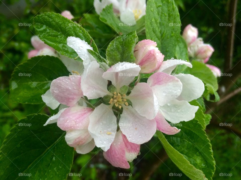 Apple. Appleblossom