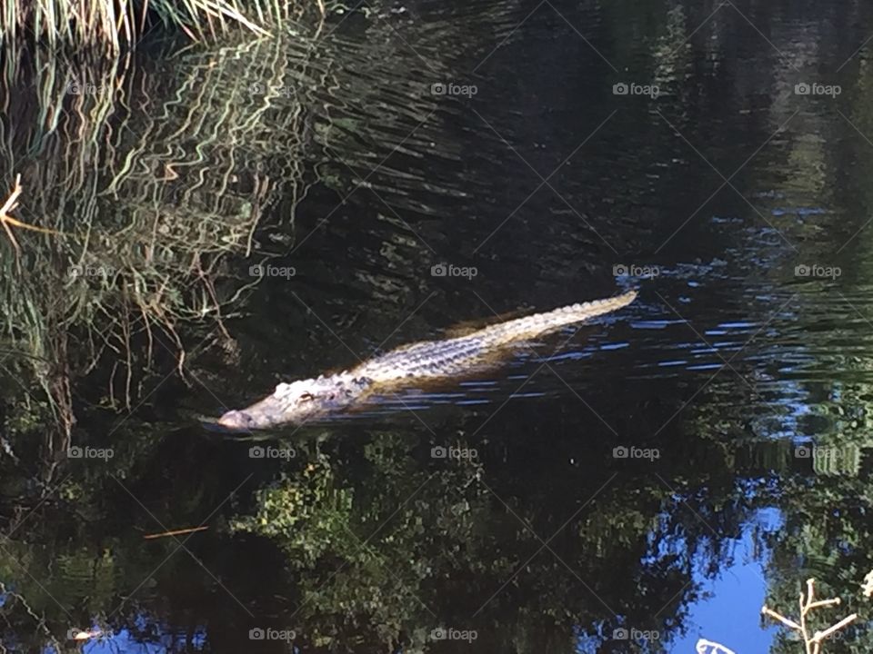 Mississippi Alligator