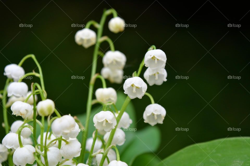 lily of the walley spring flowers close up