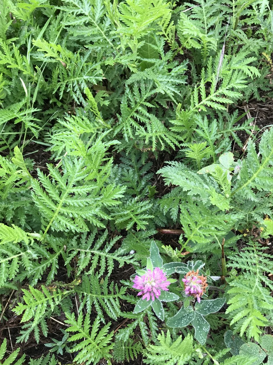 Just some ferns and a little flower growing