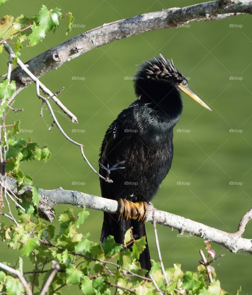 Caught this beautiful bird in the tree