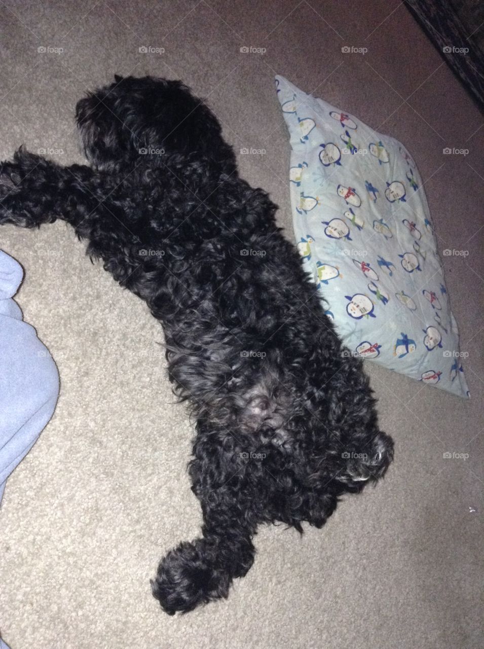 My lazy Cockapoo Coal