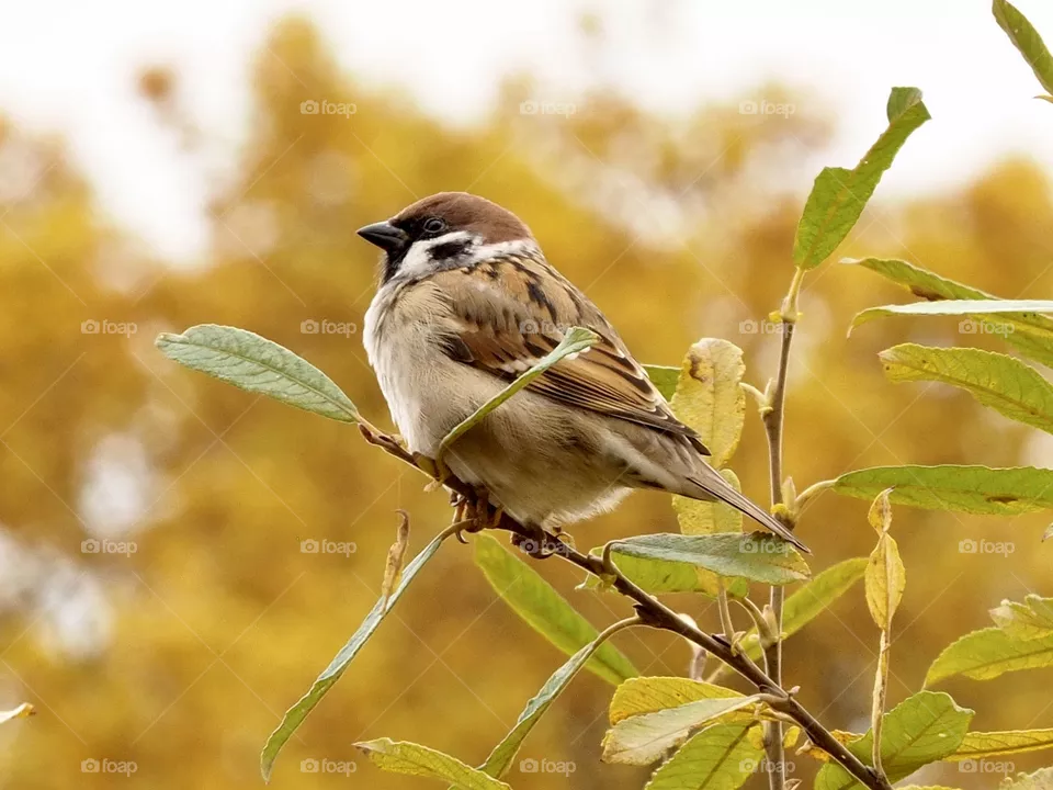 Sparrow