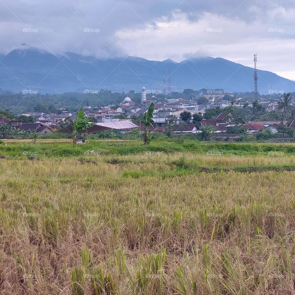 rice in paddy fields that have been harvested