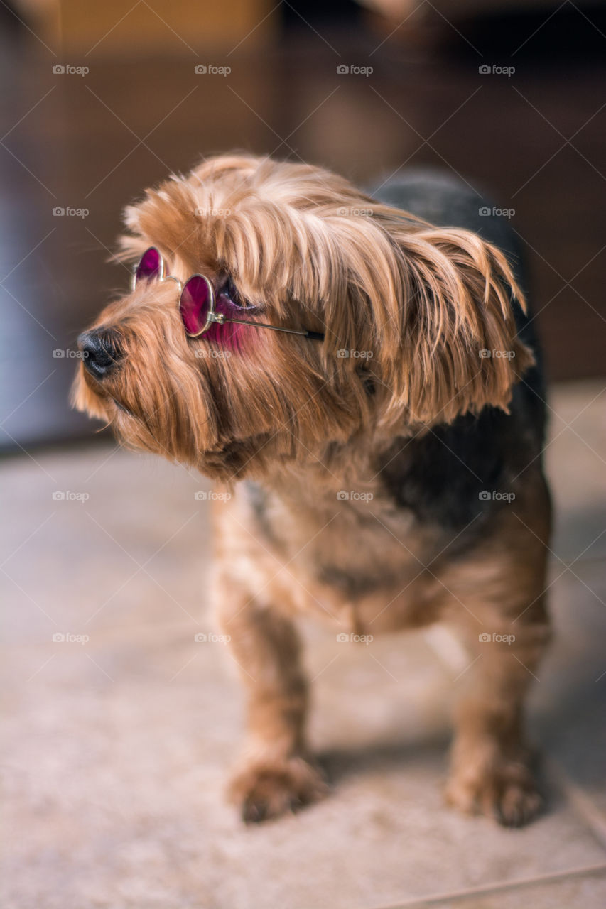 Yorkie Dog Wearing John Lennon Style Glasses 5