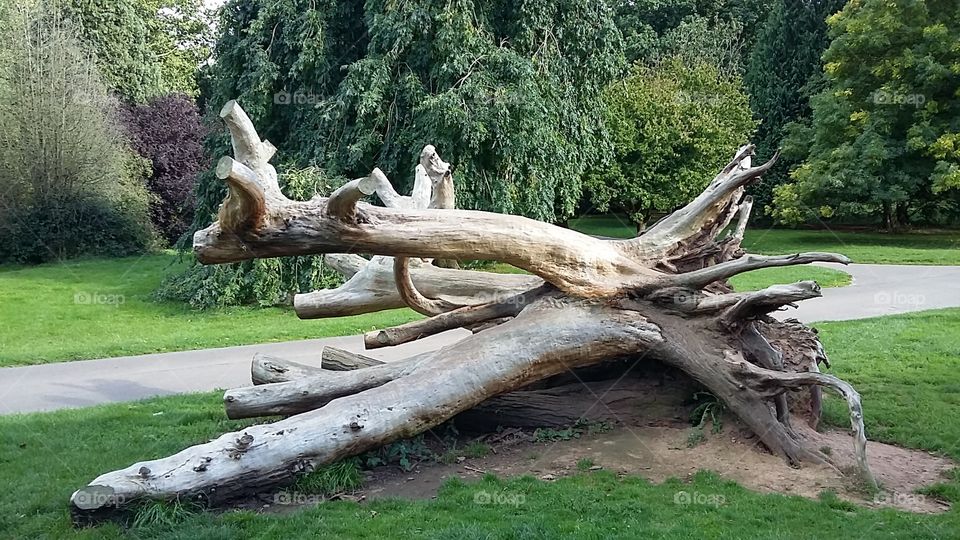 Uprooted old tree display