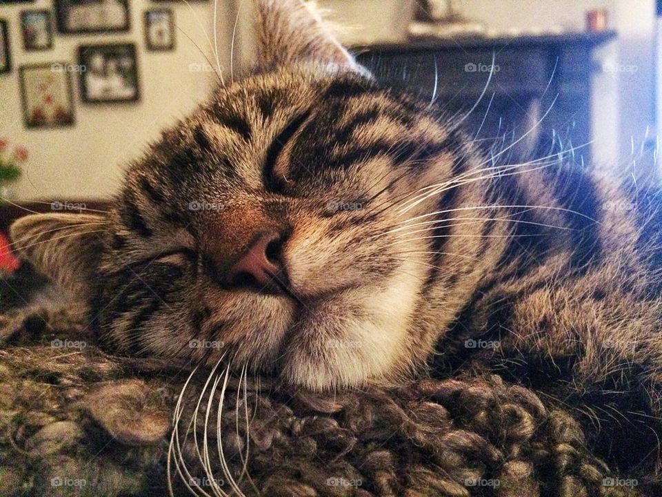 Sleeping tabby cat