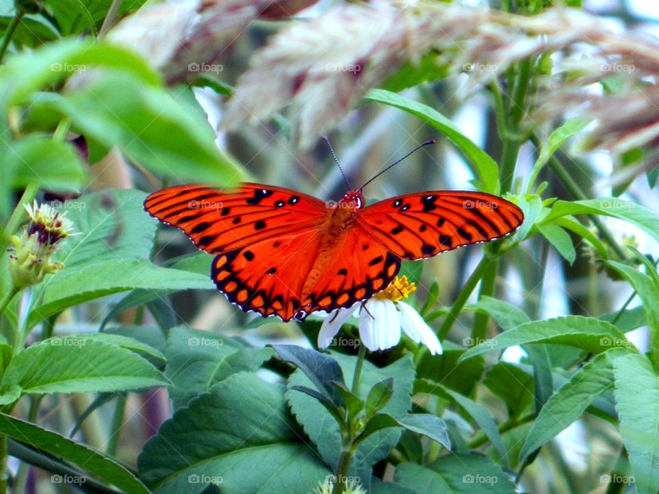 butterfly