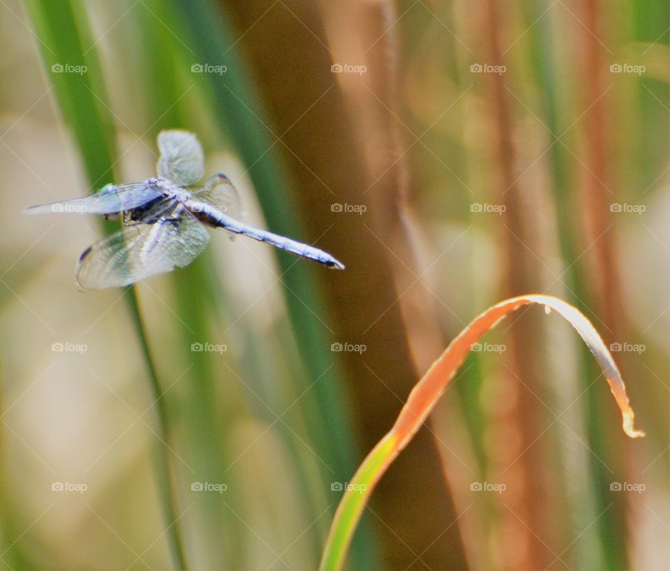 insect, close up of a blue dragonfly