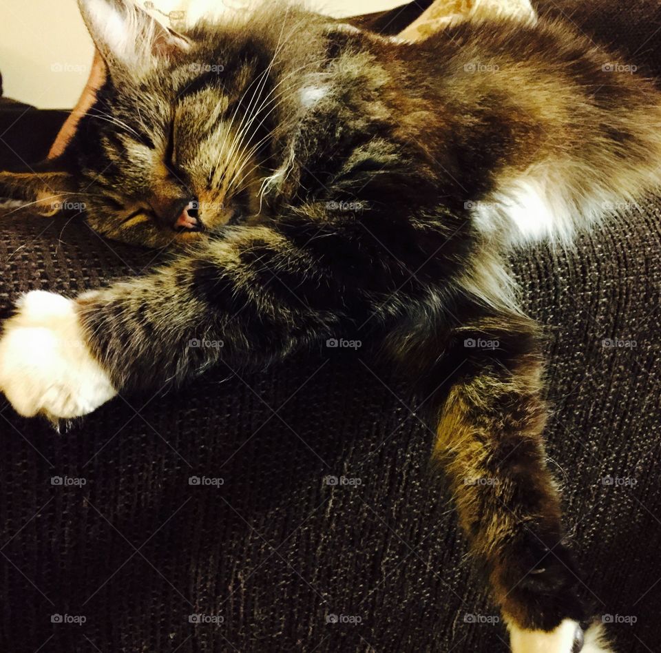Beautiful fluffy long haired multicolored cat lying down sleeping on couch arm.