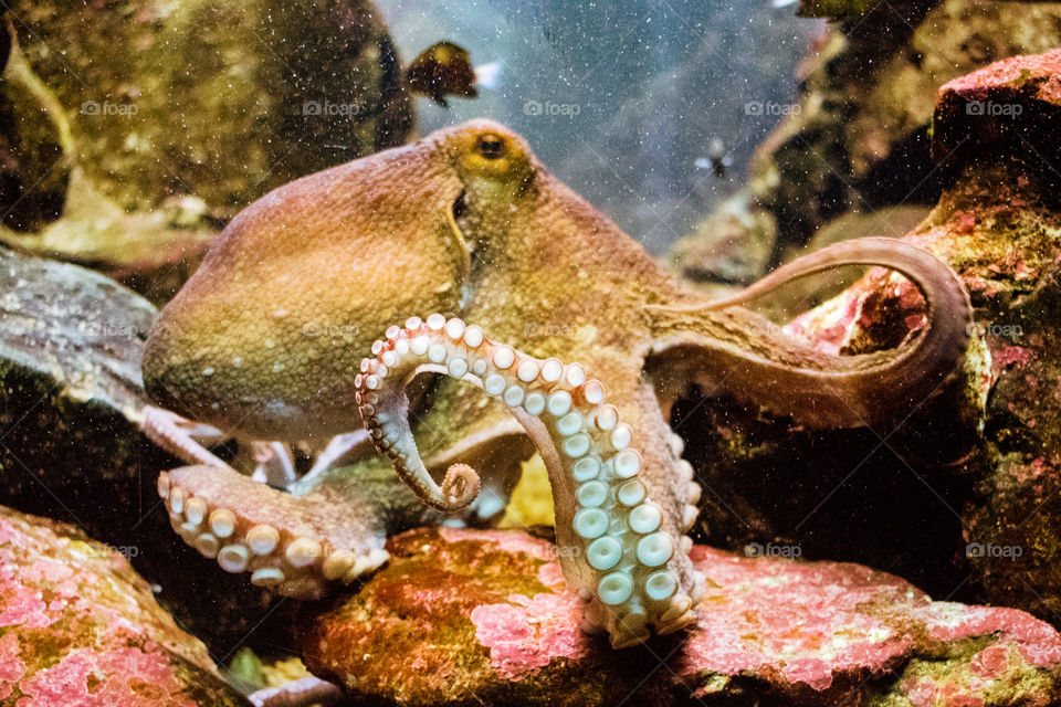 Octopus 🐙