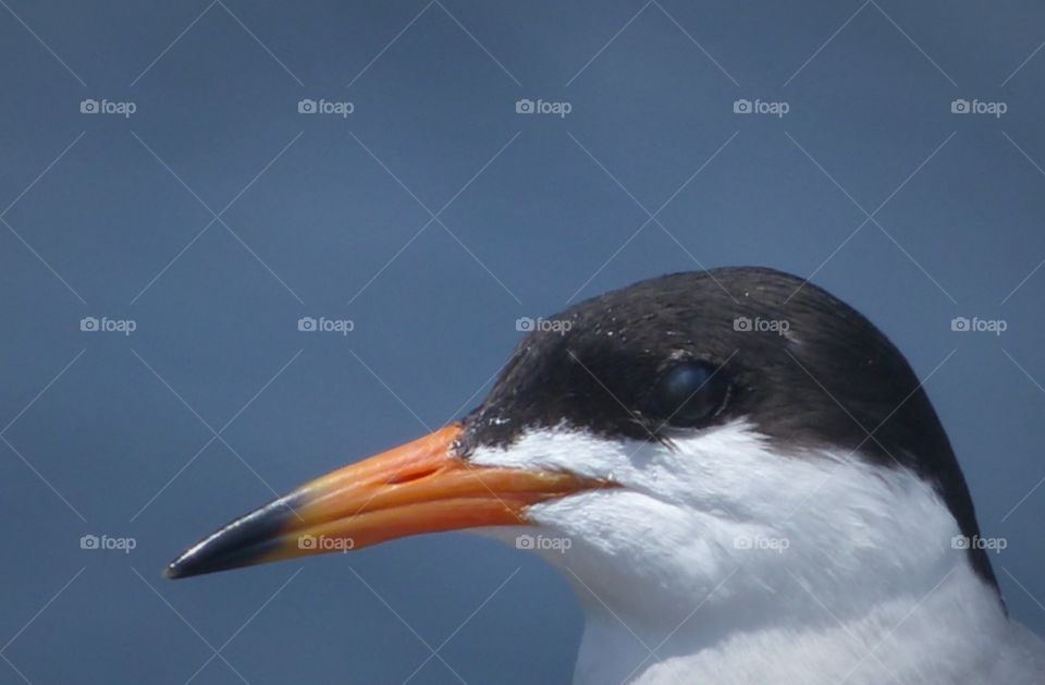 Tern profile