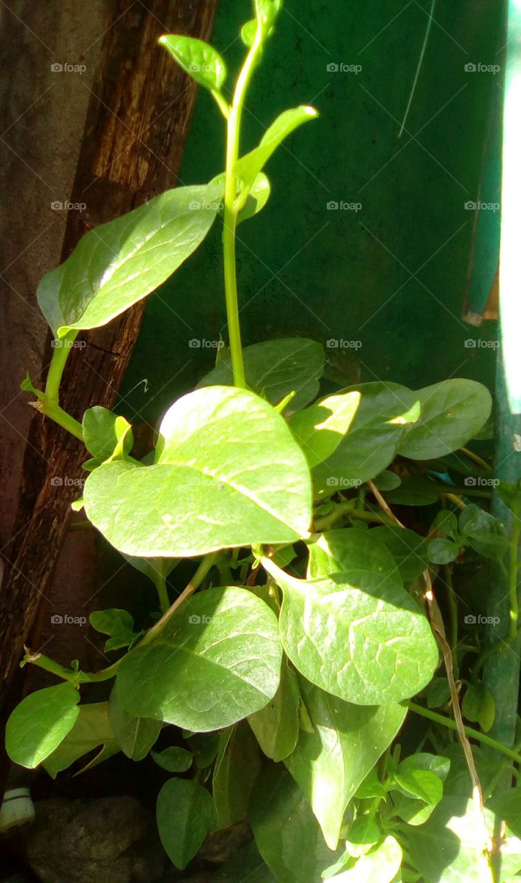 Alogbate/ Spinach /Malabar Nightshade Plant good for habitual headaches