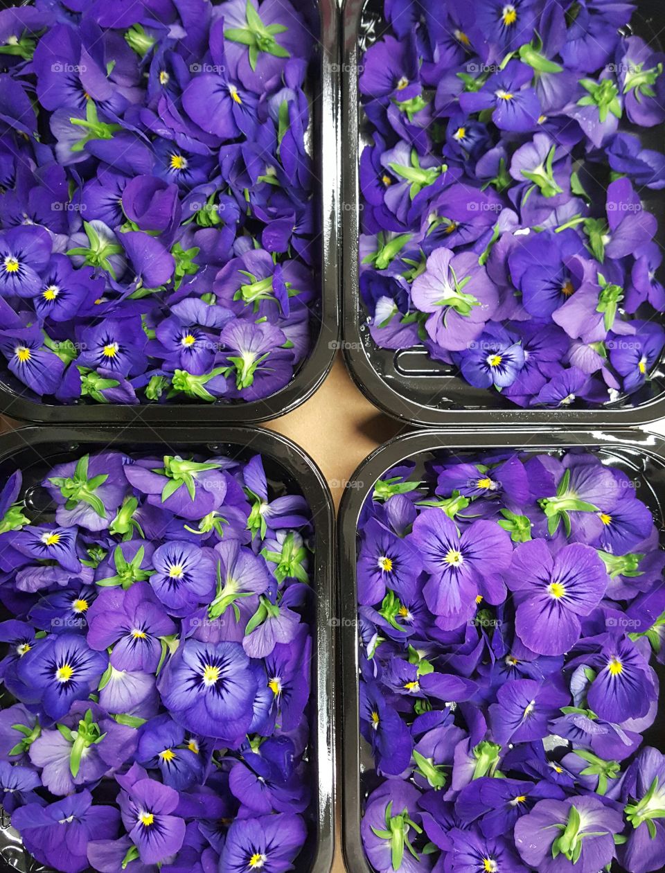 Close-up of purple flowers in container