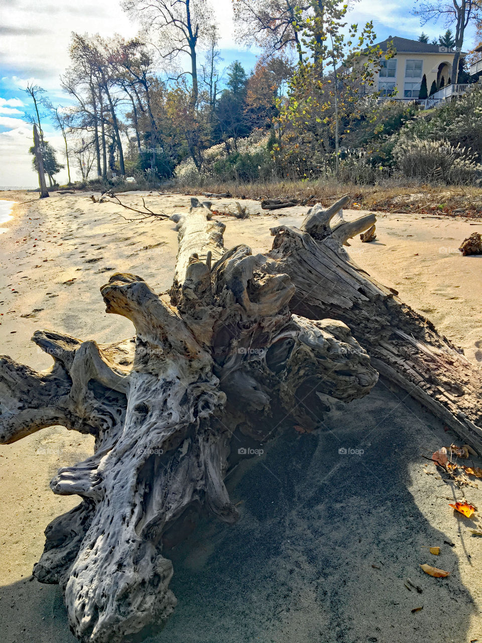 Weathered wood on a Chesapeake Bay beach in autumn