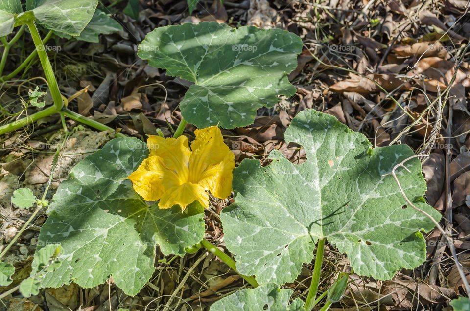 Pumpkin Blossom