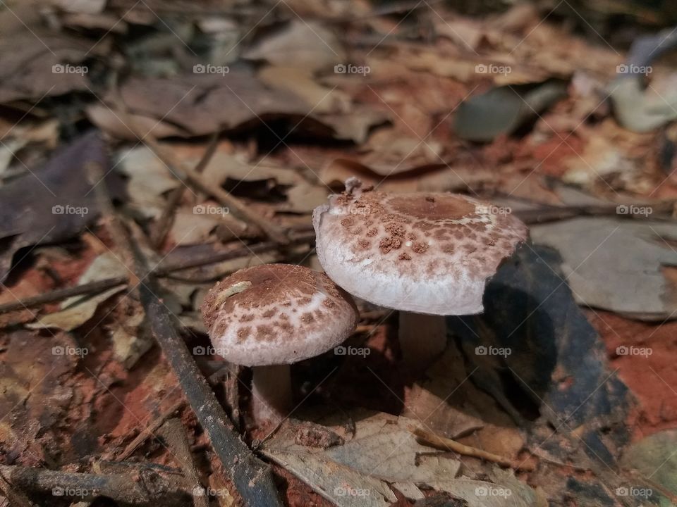 wild mushrooms
