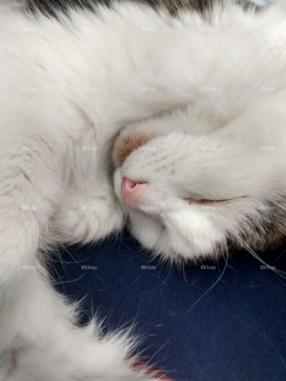 sleeping cat