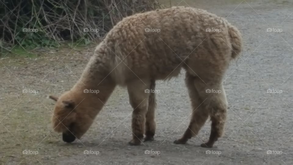 alpaca