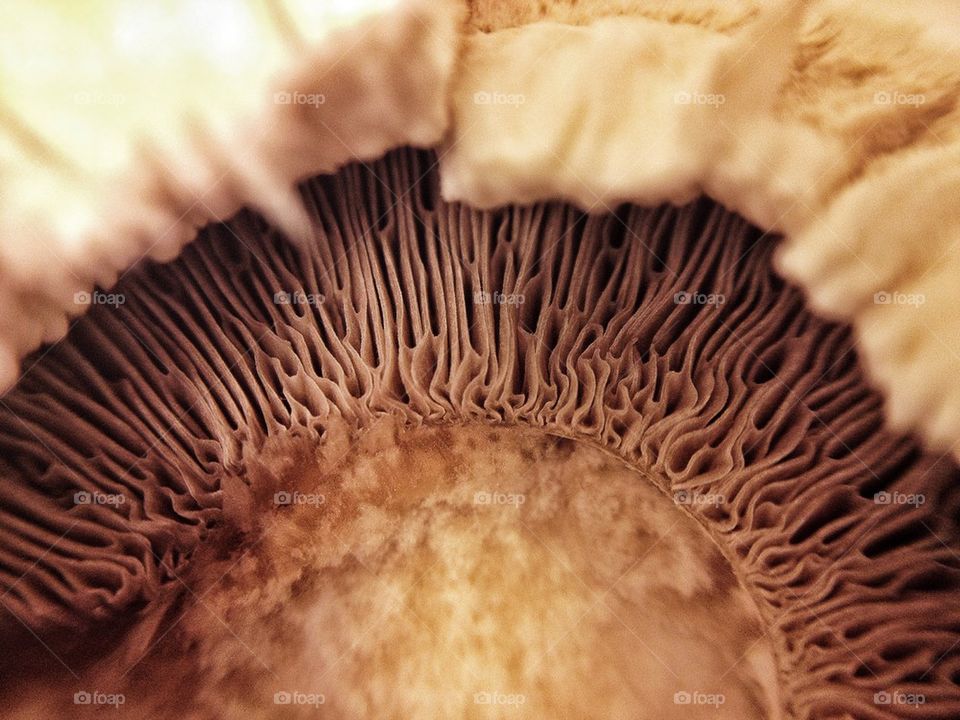 Inside a mushroom.
