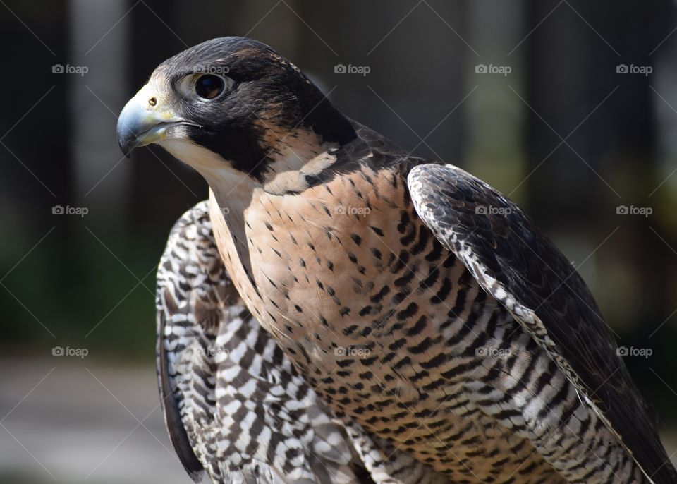 peregrine falcon