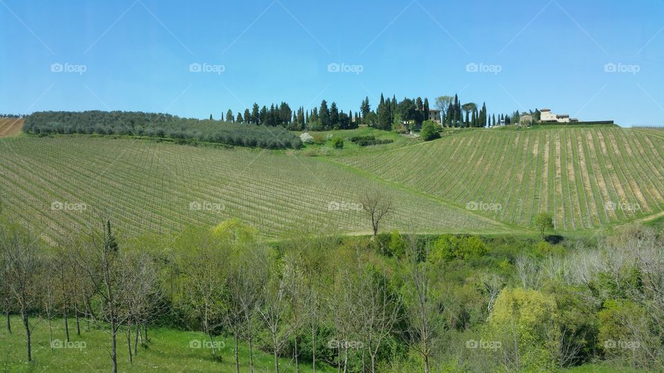 Chianti vineyard. traveling across Italy