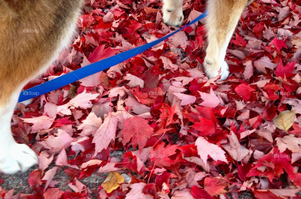 Dog standing in the leaves. Dog on a daily walk stopping in the fall leaves for a sniff.